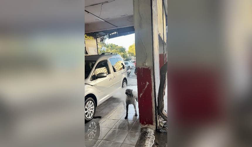 Oto Yıkamacıya Gelip Serinleyen Köpek