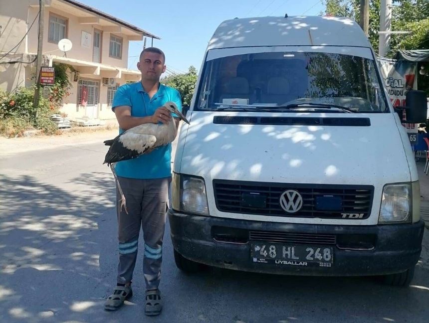 Yaralı Leylek (2)-1