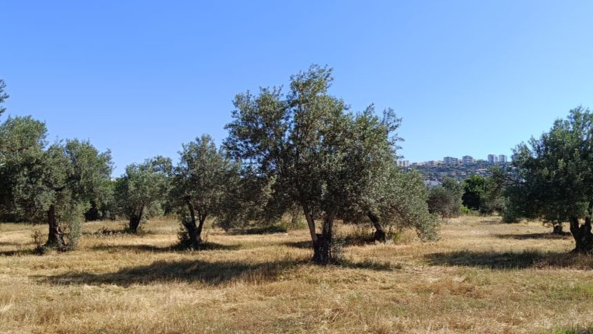 Zeytin Ağaçları 22
