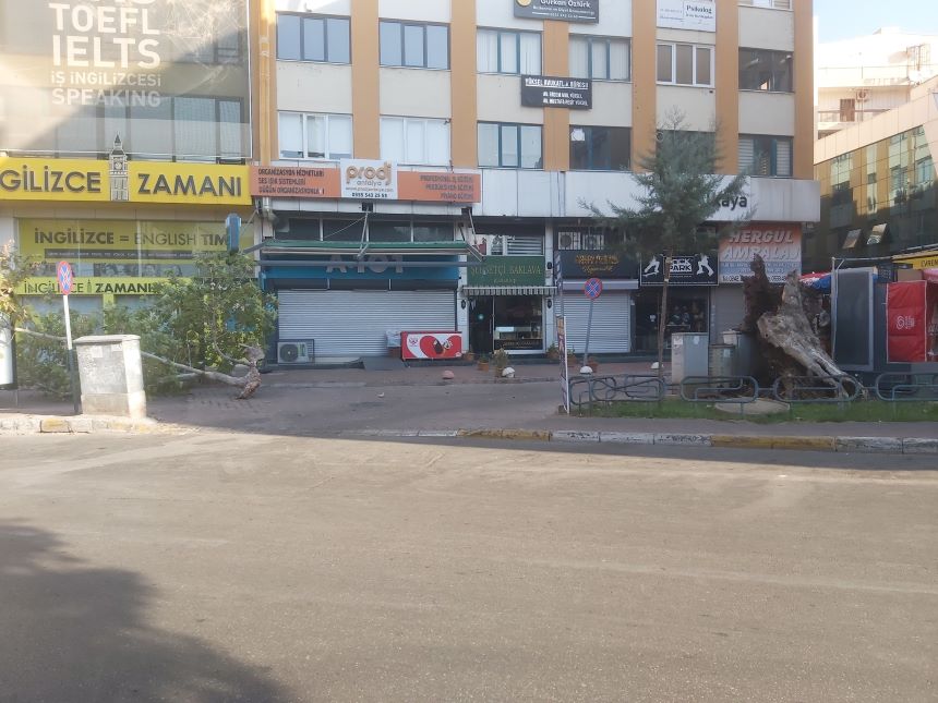Balbey Tarihi Çınarağacı (1)