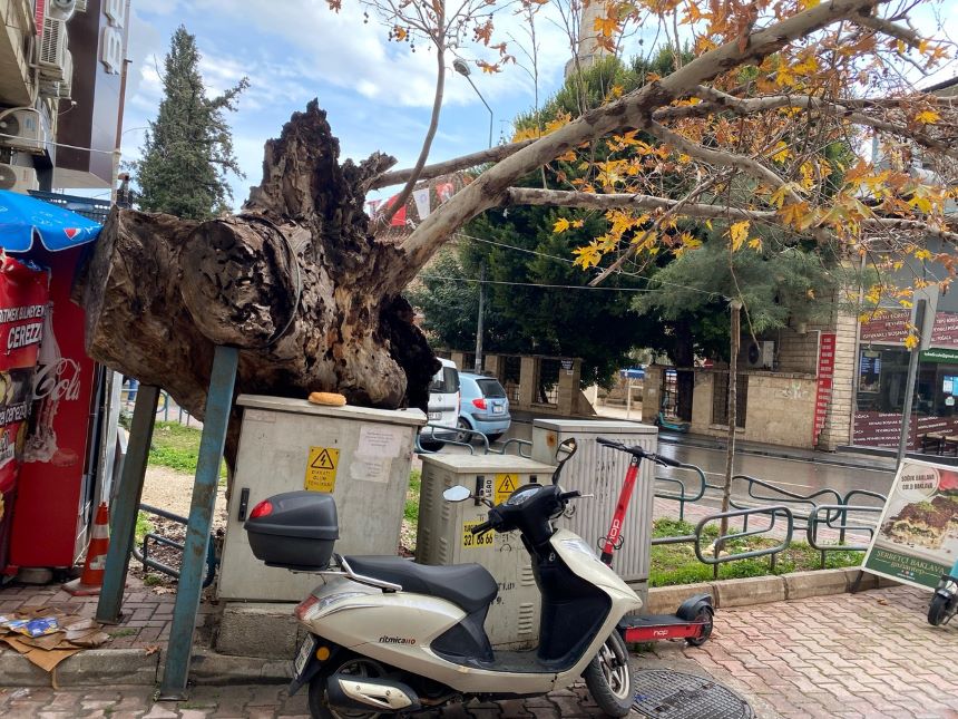Balbey Tarihi Çınarağacı (2)