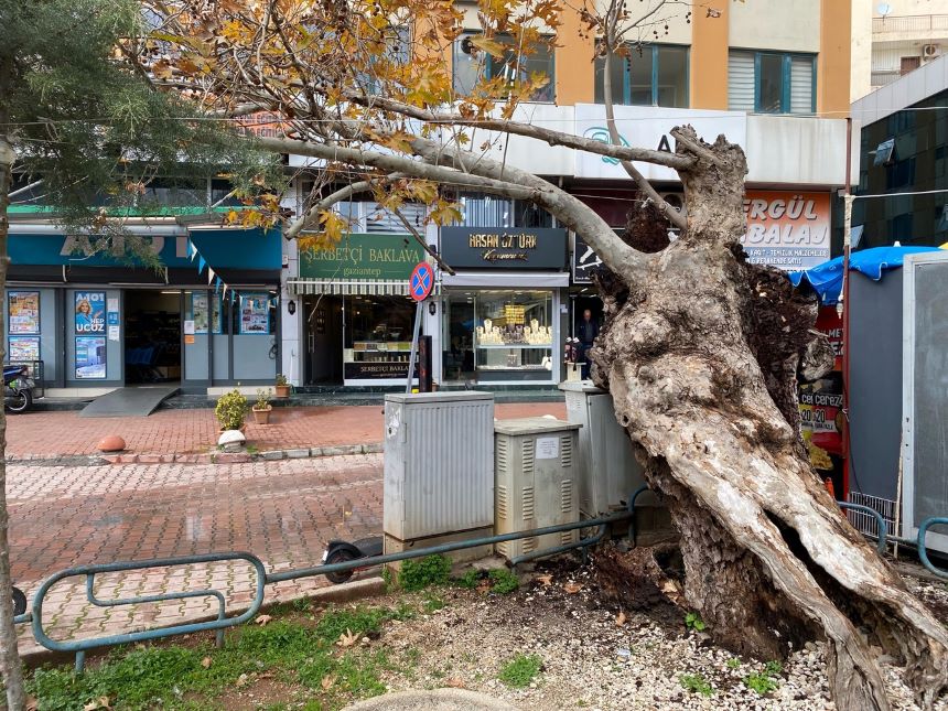 Balbey Tarihi Çınarağacı (3)