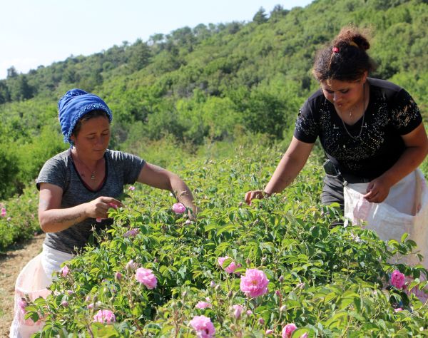 Isparta Gül Bahçeleri (1)