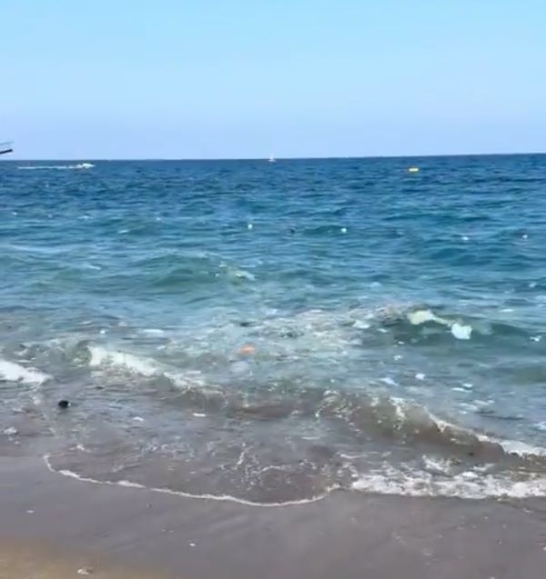 Kemer Deniz Krililiği (2)