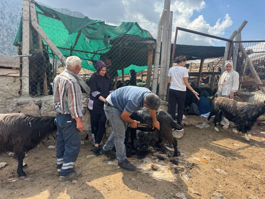Toroslar'da Yörük Geleneği Keçi Kıl Kırkımı Sürüyor (1)