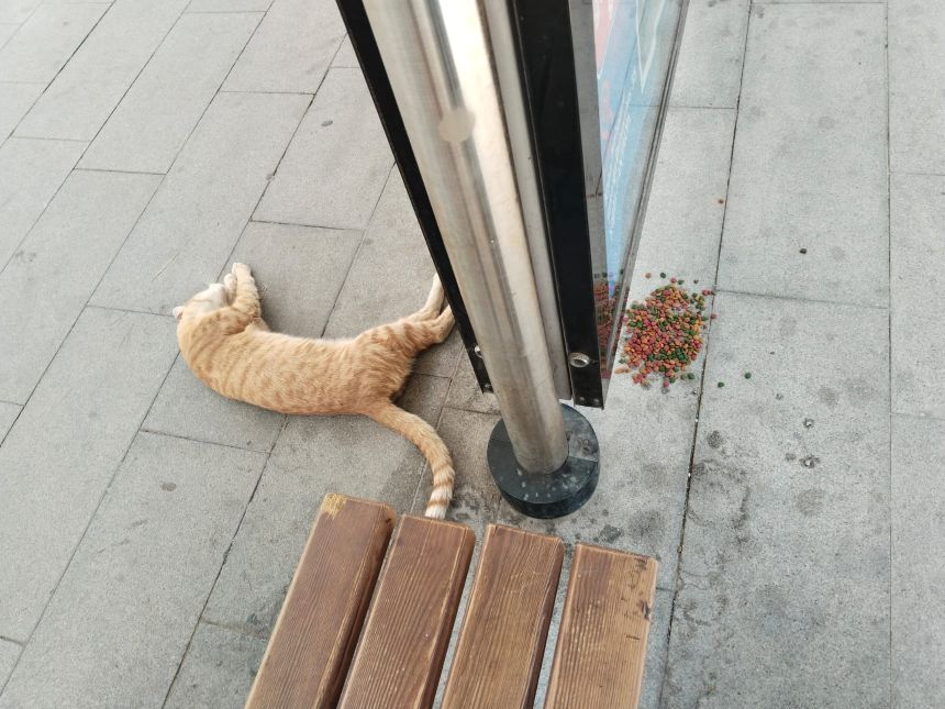 Travmay Durağı Kediler (3)