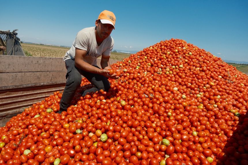 Domates Üreticisi 2-1