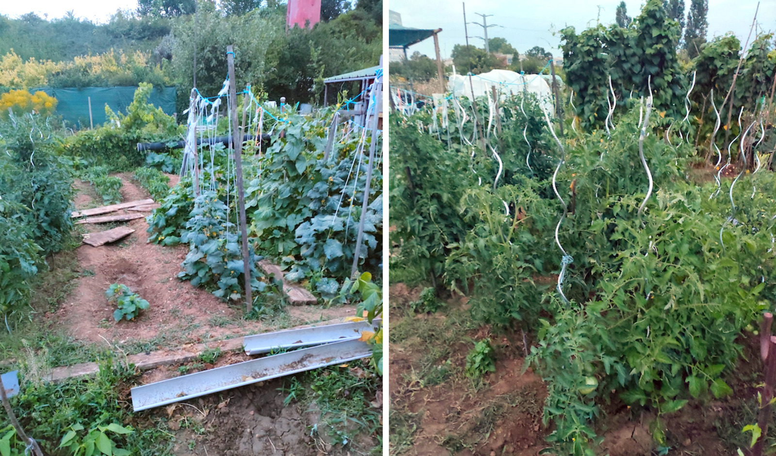Karaman Paris Geleneği (4)