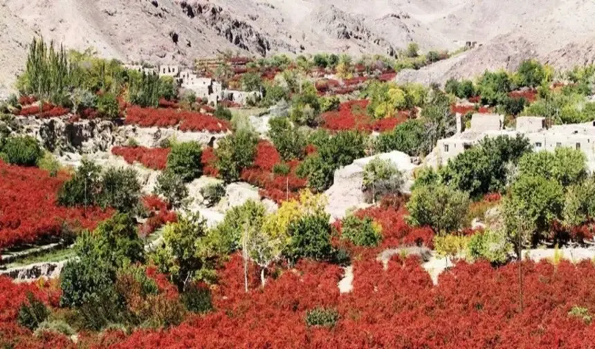 Karamık (Zereşk) Bahçeleri Güney Horasan İran