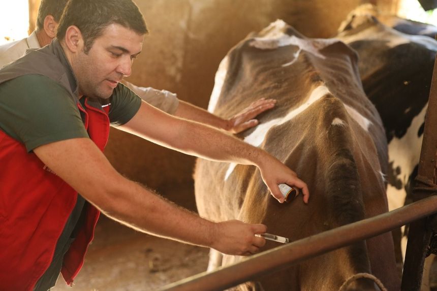 Şap Hastalığı Aşılama