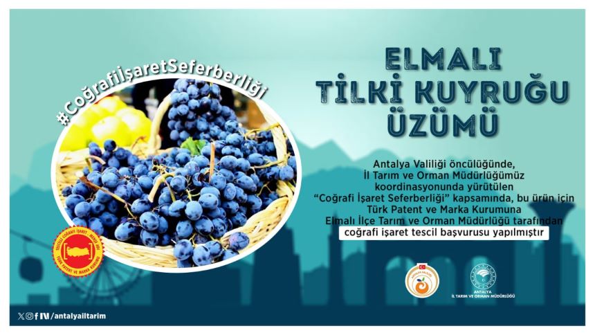 Tülkü Kuyruğu Üzümü Coğrafi Işaret