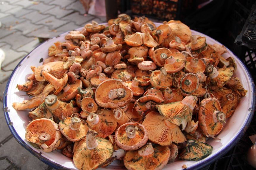 Çıntar Mantarı Muğla