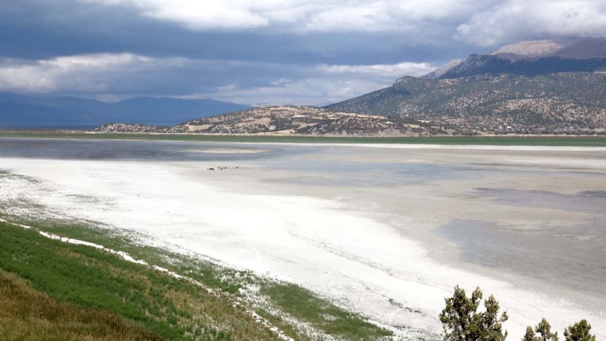 Eğirdir Gölü Otlayan Hayvanlar (4)