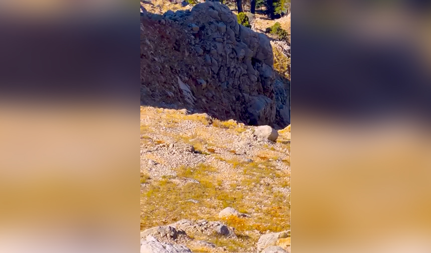 Gündoğmuş Ren Geyikleri 2