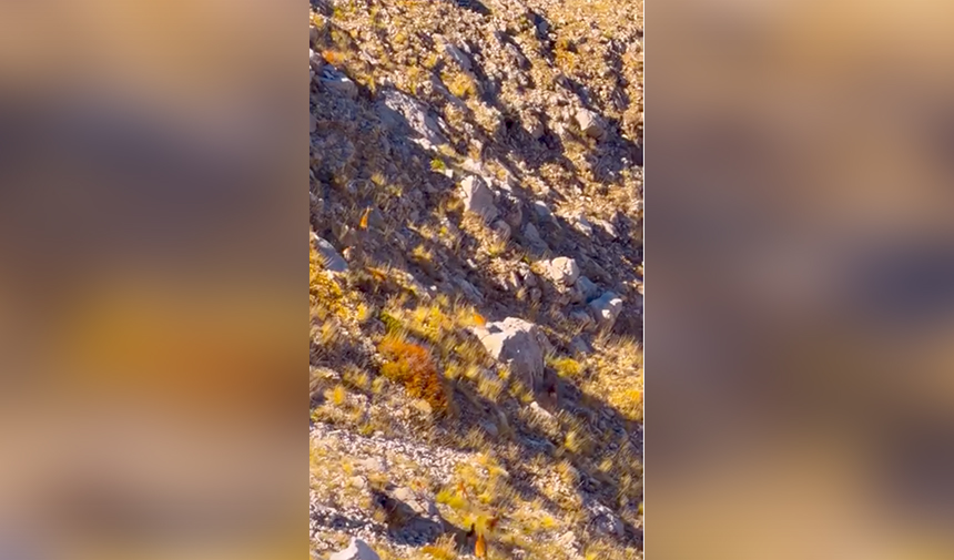 Gündoğmuş Ren Geyikleri