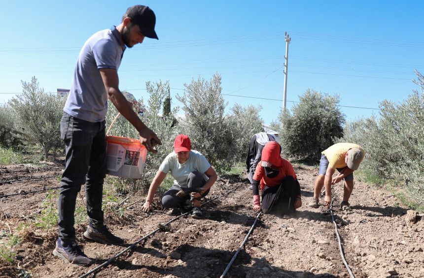 Mersin Tarım Işçileri Dikim