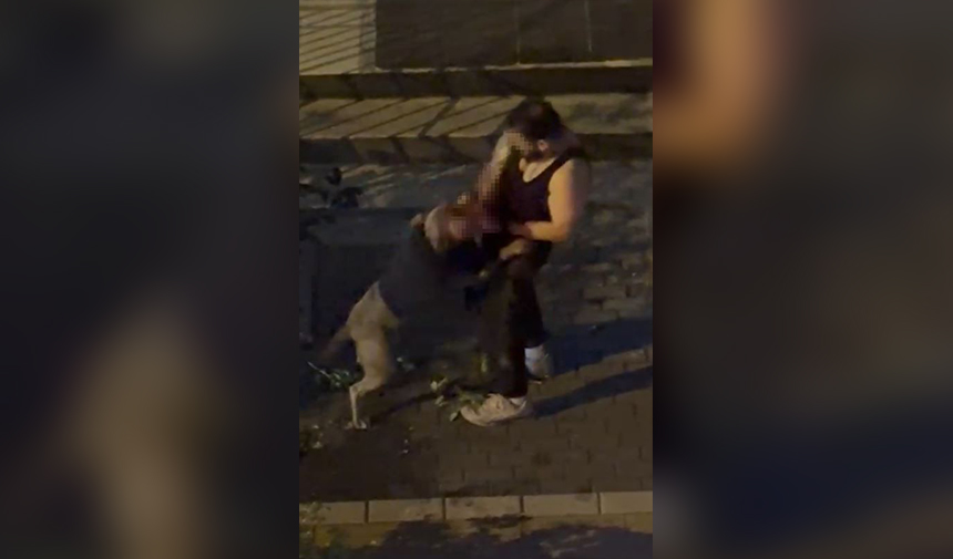 Pitbull Saldırısı İstanbul
