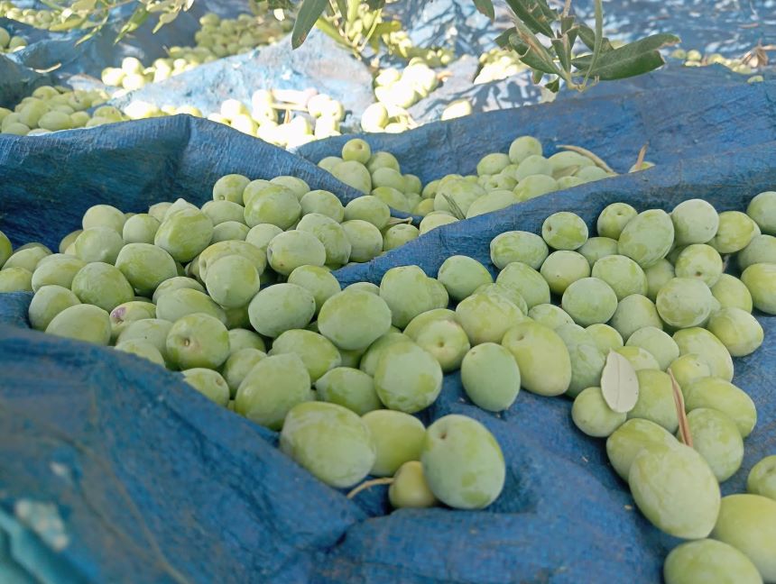 Yeşil Zeytin Antalya (1)