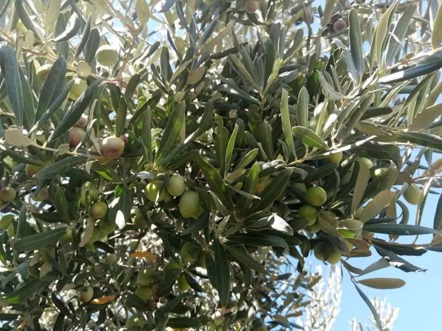 Yeşil Zeytin Antalya (2)