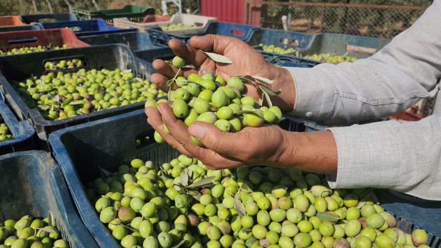 Zeytin Hasadı Hatay