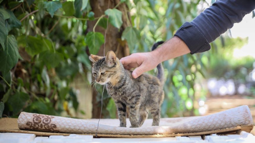Antalya'da Bastonal Öldürülen Kedi (2)