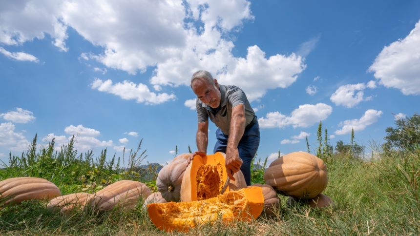 Bal Kabağı Hasadı Antalya