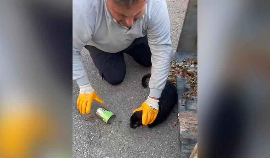 Kafası Konserve Kutusuna Sıkışan Kedi Muğla 2