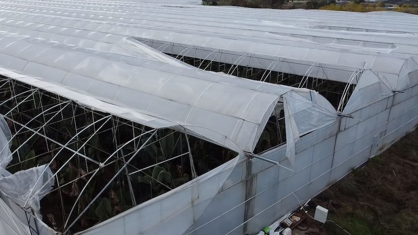 M A N A V G A T T A H O R T U M S E R A L A R A Z A R A R V E R D I 1040837 308856