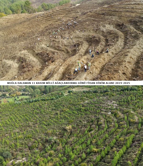 Muğla Ormana Dönüşen Alan (1)