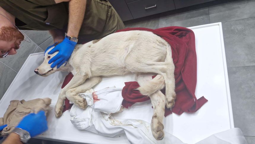 Muğla'da Vurulan Yavru Köpek