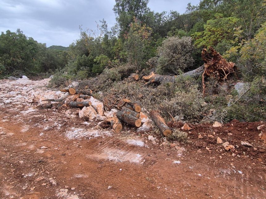 Proje Sahasına Yol Açmak Için Çok Sayıda Meşe Ağacı Katledildi