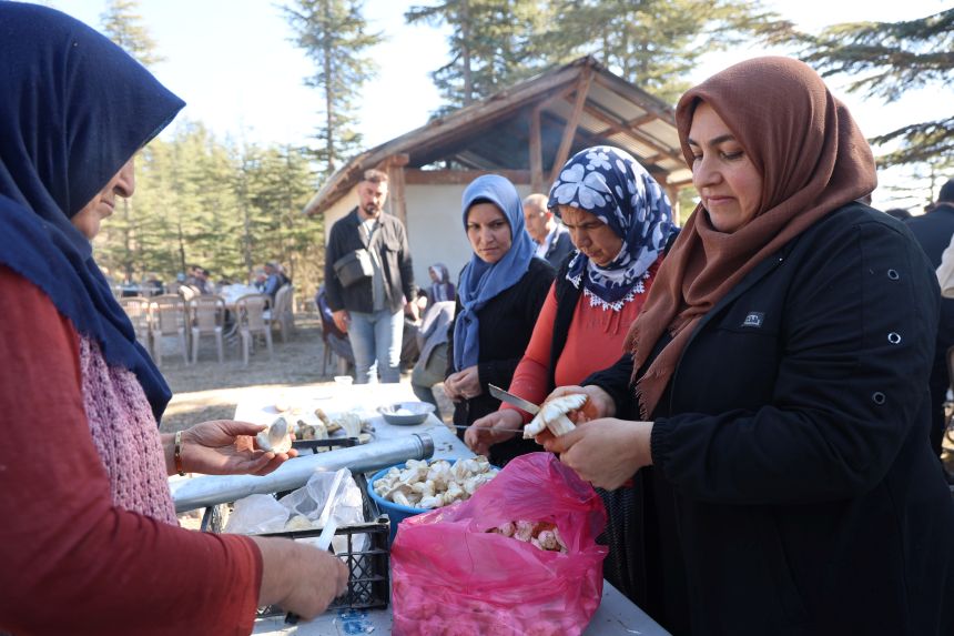 Sedir Mantarı Adana (1)