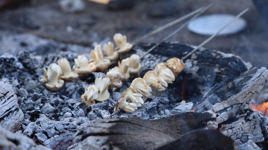 Sedir Mantarı Adana (3)