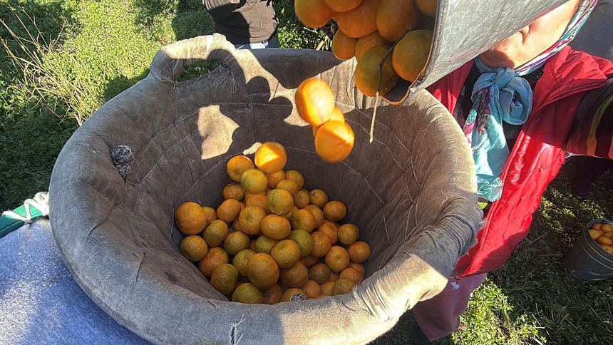 Bodrum Mandalinası (1)