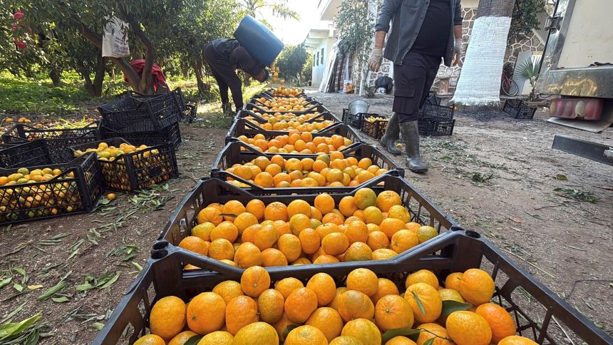 Bodrum Mandalinası (2)