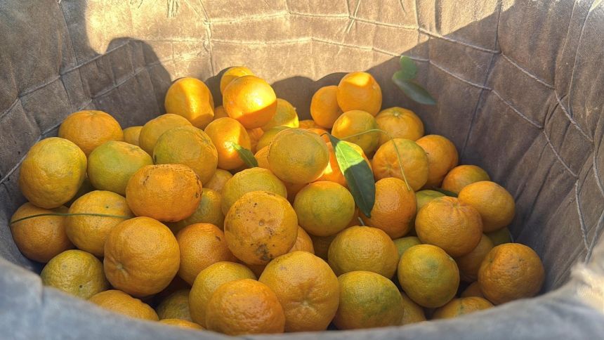 Bodrum Mandalinası (3)