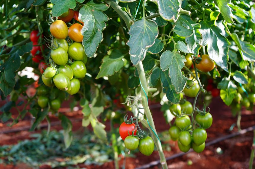 Domates Serası Akademik Çiftlik