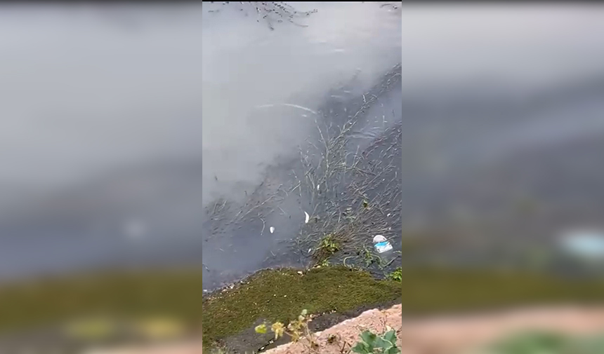 Düden Şelalesi Balık Ölümleri (1)