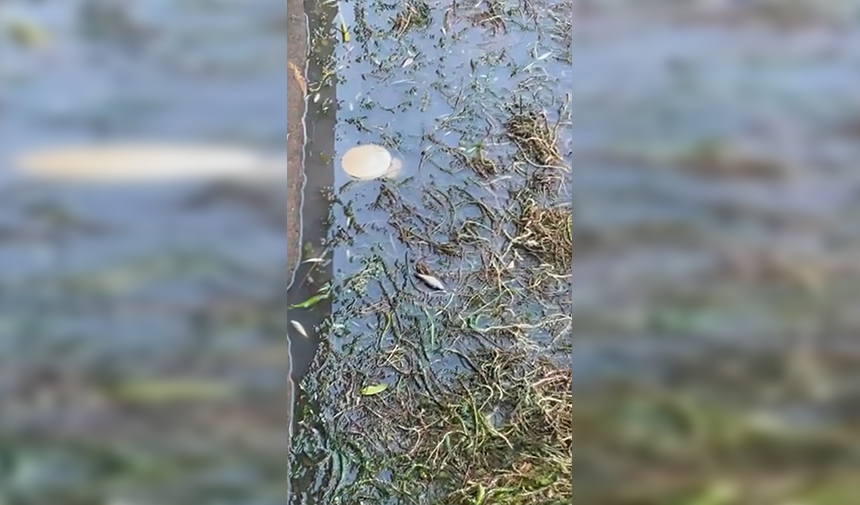 Düden Şelalesi Balık Ölümleri (3)