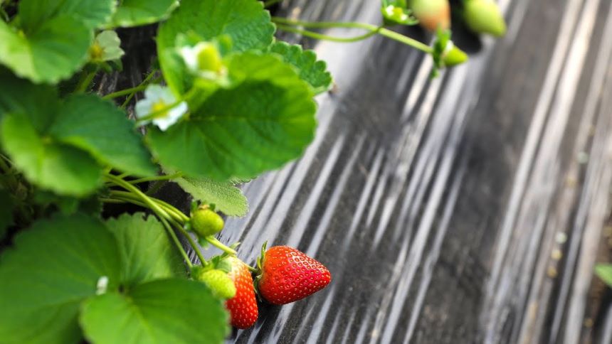 Kadri̇ye Çi̇leği̇ 3