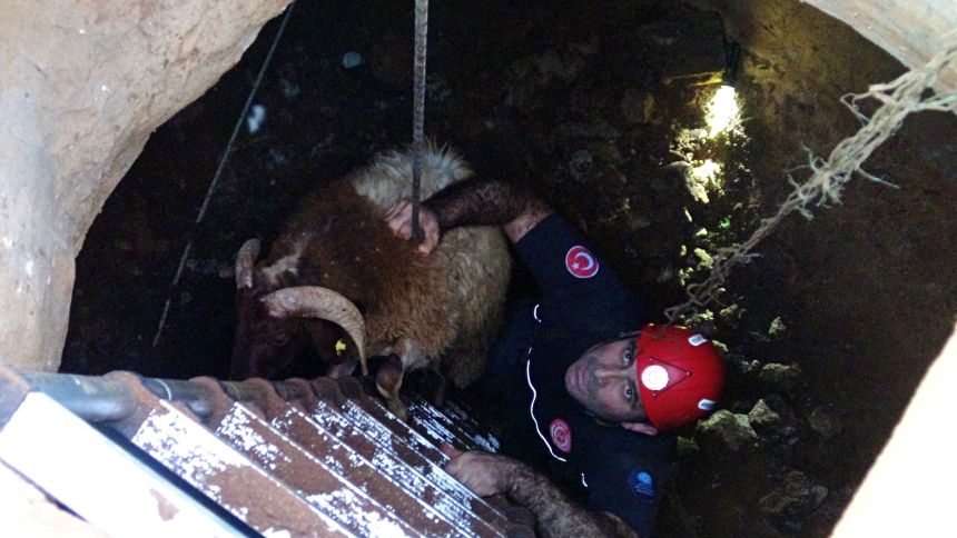 Su Kuyusunda Bulunan Kuzular