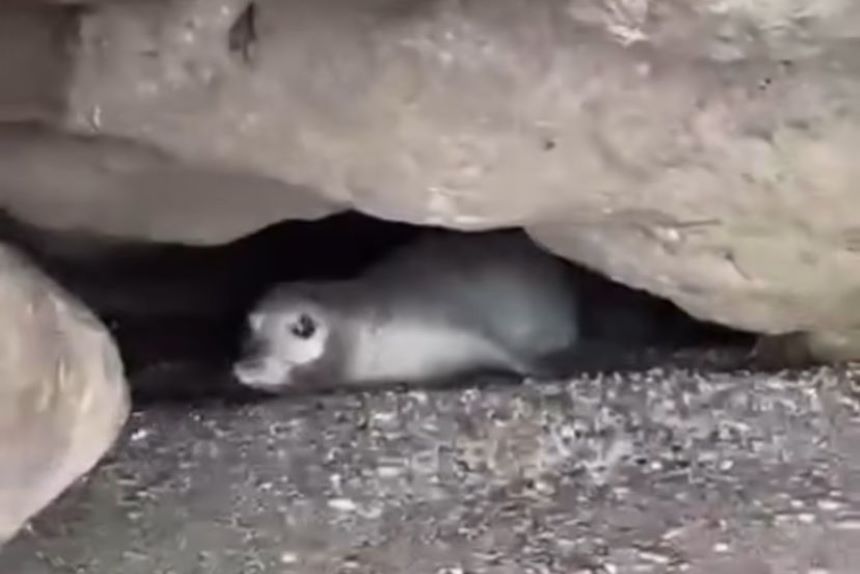 Akdeniz Foku Izleme 2