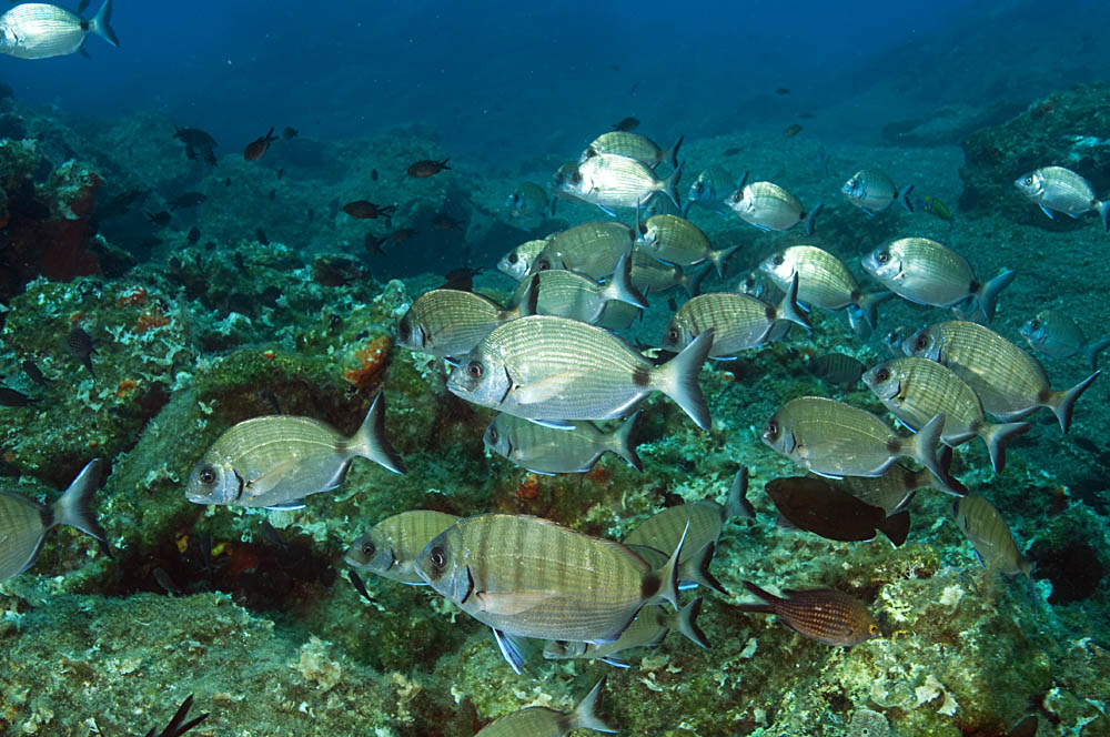 Akdenizi Koruma Derneği