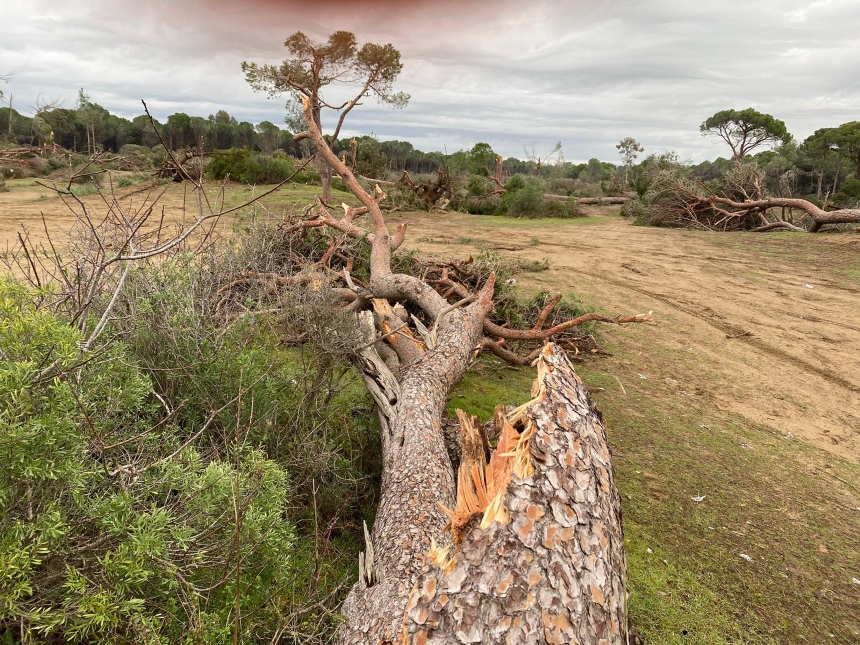 Kumköy Hortumdan Zarar Gören Ağaçlar Fotokapan (2)