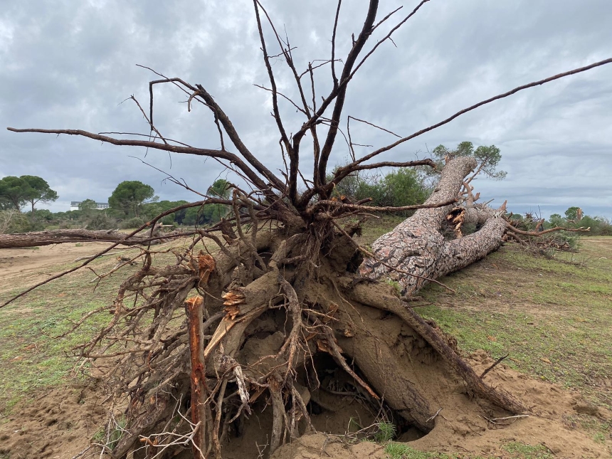 Kumköy Hortumdan Zarar Gören Ağaçlar Fotokapan (3)