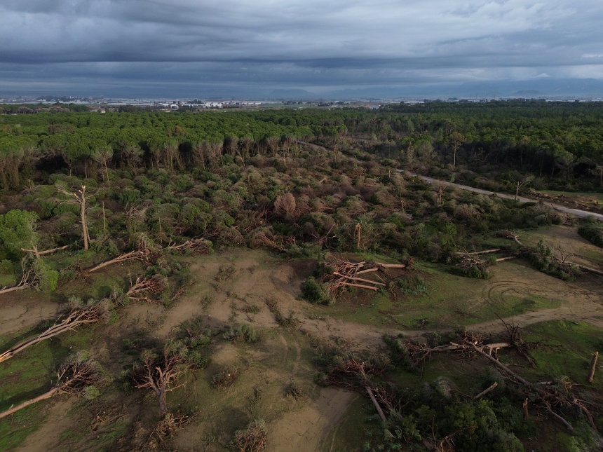 Kumköy Sahili Zarar Gören Ağaçlar (1)