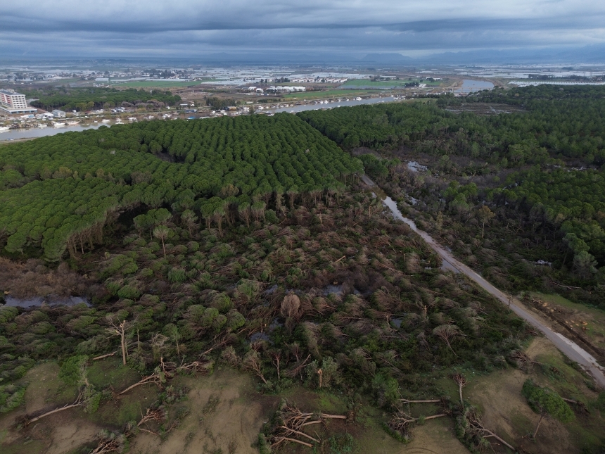 Kumköy Sahili Zarar Gören Ağaçlar (2)