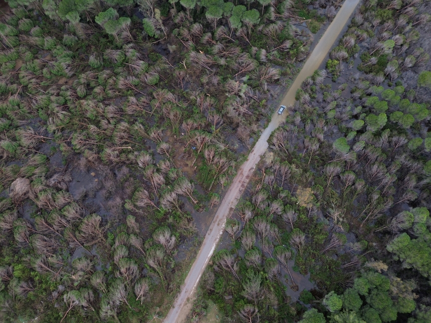 Kumköy Sahili Zarar Gören Ağaçlar (4)