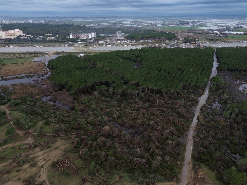 Kumköy Sahili Zarar Gören Ağaçlar (5)