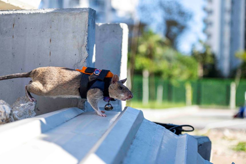 Muratpaşa Kahraman Fareler (2)